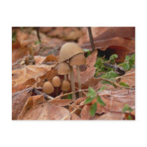 Mushroom Family Postcards