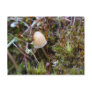 Mushroom in the Moss, Unalaska Island
