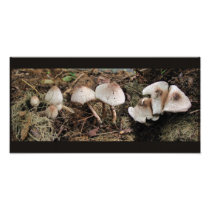 Mushroom Melange ~ Photo