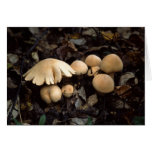 Mushroom Moon Greeting Card
