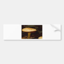 Mushroom Morning Bumper Sticker