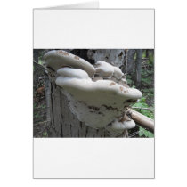 mushroom on a tree cards