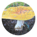 Mushroom Stickers