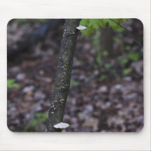 mushrooms-2012-04-30 tapis de souris