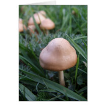 Mushrooms Card