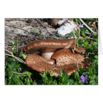 Mushrooms Cards