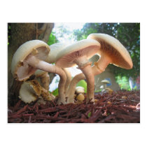 Mushrooms Dancing postcards