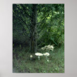 Mushrooms for Pat Poster