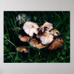 Mushrooms in Grass Poster