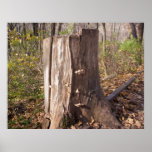 Mushrooms on Stump Poster