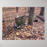 Mushrooms on Stump Poster
