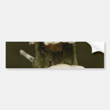 Mushrooms On Tree Bumper Sticker