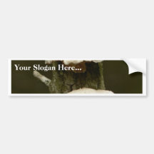 Mushrooms On Tree Bumper Stickers