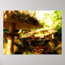 mushrooms poster