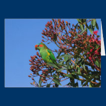 Musk Lorikeet cards