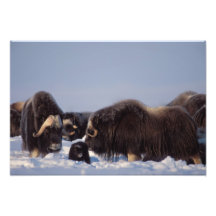 muskox, Ovibos moschatus, bull and cow with Photograph
