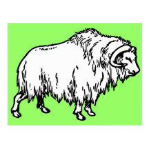 Muskox Post Cards