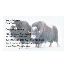 Muskoxen Business Card Templates