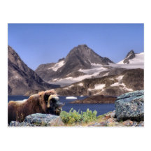 Muskus in Greenland Post Cards