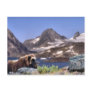 Muskus in Greenland Post Cards