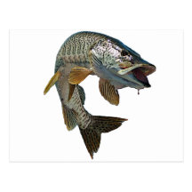 Musky 4 post card