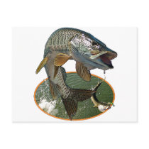 Musky 6 postcard