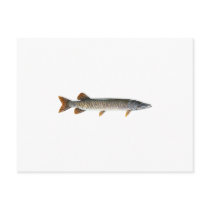 Musky - Muskellunge Postcards