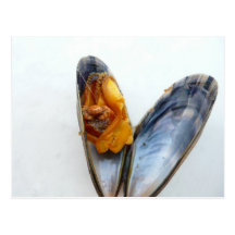 mussels postcards