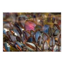 Mussels Under the Ocean Photo