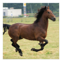 Mustang Galloping Invitations