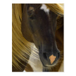 Mustang Horse Photo Postcard