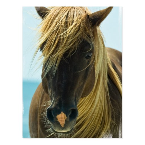 Mustang Postcard