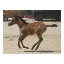 Mustang-Spirit Post Card