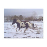Mustang-Spirit Postcard