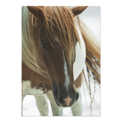 Mustang Wild Horse Invitation