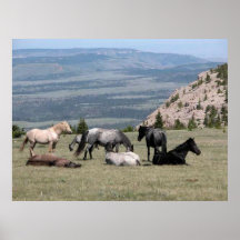 Mustangs in Montana Poster