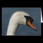 Mute swan cards