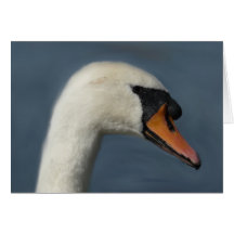 Mute swan card