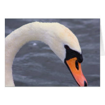 Mute Swan Greeting Card