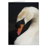 Mute Swan Greeting Card cards