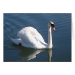 Mute Swan Greeting Card cards