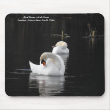 Mute Swan mousepad