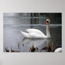 Mute Swan on Lake Poster