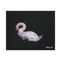 Mute Swan Photo Canvas Canvas Prints