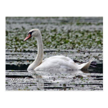 Mute Swan Postcard