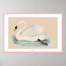 MUTE SWAN PRINT
