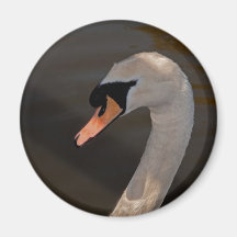 Mute Swan Refrigerator Magnet