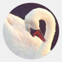 Mute Swan Stickers