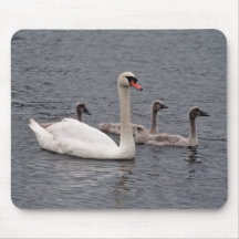 Mute swan with  cygnets mouse mat