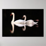 Mute Swans